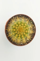 Notocactus Leninghausii Golden Ball Kaktüsü 45 Adet T0PTAN (5.5 cm Saksıda) thumbnail 3