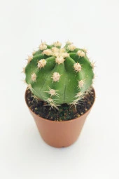 Echinopsis Subdenudata 45 Adet T0PTAN (5.5 cm Saksıda) thumbnail 2