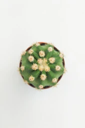 Echinopsis Subdenudata 45 Adet T0PTAN (5.5 cm Saksıda) thumbnail 3
