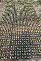 Echinopsis Subdenudata 45 Adet T0PTAN (5.5 cm Saksıda) thumbnail 4