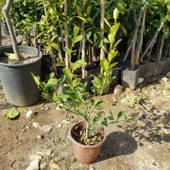 Ultra Bodur Süs Limonu Misket Lime, Saksıda ve Meyve Verir Yaşta) thumbnail 3