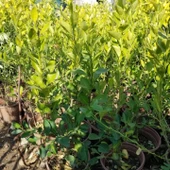 Ultra Bodur Süs Limonu Misket Lime, Saksıda ve Meyve Verir Yaşta) thumbnail 4