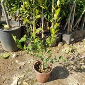 Ultra Bodur Süs Limonu Misket Lime, Saksıda ve Meyve Verir Yaşta) thumbnail 2