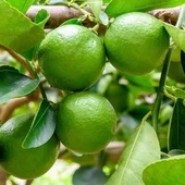 Ultra Bodur Misket Süs Limonu, Saksıda ve Meyve Verir Yaşta) - 1