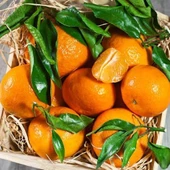 Klemantin Kokulu Çekirdeksiz  Mandalina Fidanı, Torbada thumbnail 1