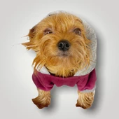 Burgundy Gray Kapşonlu Sweatshirt Köpek Kıyafeti - 6