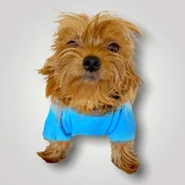 Pirate Blue Oval Yaka Tişört Köpek Kıyafeti - 3