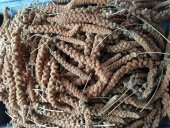 Doğal Kızıl Dal Darı Kuş Yemi 100Gr (Min:10cm-Max:20cm Uzunluk) - 3