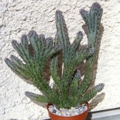 Monvillea Spegazzinii Forma Cristata Kaktüs Özel Üretim(8.5 luk Saksıda) - 1