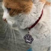 İsime Özel Kedi Köpek İsimliği Kaybolursam Ara - 2