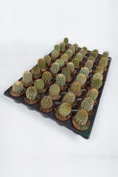 Echinocereus Pectinatus Kaktüsü TOPTAN 45 Adet (1 Viyol 5.5 cm Saksıda) - 1