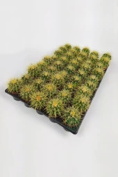 Echinocactus Grusonii Altın Fıçı Kaktüsü TOPTAN 45 Adet (1 Viyol 5.5 cm Saksıda) - 1