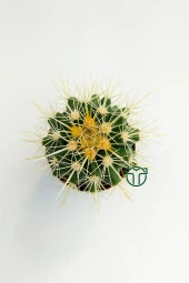 Echinocactus Grusonii Altın Fıçı Kaktüsü TOPTAN 45 Adet (1 Viyol 5.5 cm Saksıda) - 3