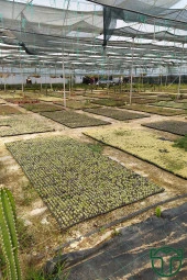 Echinocactus Grusonii Altın Fıçı Kaktüsü TOPTAN 45 Adet (1 Viyol 5.5 cm Saksıda) - 5