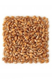 YEMLİK BUĞDAY 5 KG - KUŞ-TAVUK-KAZ-ÖRDEK, KANATLI YEMİ - 1
