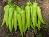 Doğal Çarliston Biberi Tohumu - 1