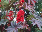 Kene Çiçeği Tohumu ( +5 Tohum ) - Miracle - 1