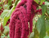 Sarkan Kırmızı Horoz İbiği ( +1500 Tohum ) - Miracle - 1