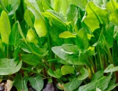 Doğal Kuzu Kulağı Tohumu - 1