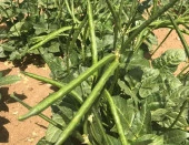 Doğal Börülce Tohumu - 1