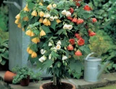 Karışık Renkli Çin Çan Çiçeği ( +50 Tohum ) - Miracle - 1