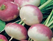 Şalgam Tohumu - Aksel 10 gr - 1