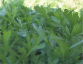 Tere Kıl Yaprak Tohumu - Aksel 10 gr - 1