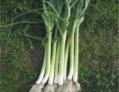 Pırasa Uzunbilek Tohumu - Aksel 10 gr - 1