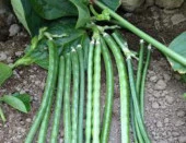 Börülce Tohumu - Aksel 10 gr - 1