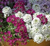 Karışık Renkli Alisyum - Geniş alan kaplamaları için - 1