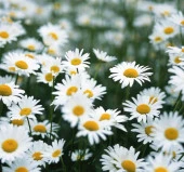 Kır Papatyası Çiçeği Tohumu - 1