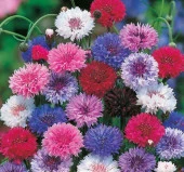 Saray Patı Çiçeği Tohumu - 1