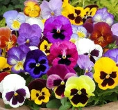 Renkli Hercai Menekşe Çiçeği Tohumu - 1