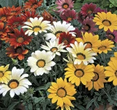 Karışık İri Gazanya F1 Tohumu ( 15 Tohum ) - 1