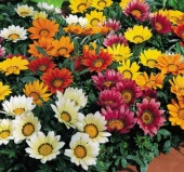 Karışık İri Gazanya F1 Tohumu ( 15 Tohum ) - 2