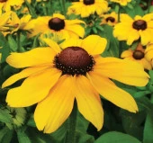 İri Rutbekya Çiçeği F1 Tohumu ( 10 Tohum ) - 1