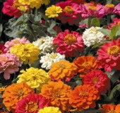 Karışık Mini Mini Zinnia Kirli Hanım Çiçeği F1 Tohumu ( 10 Tohum ) thumbnail 2