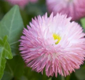 Pembe Katmerli Şeker Tabağı F1 Tohumu ( 30 Tohum ) - 1