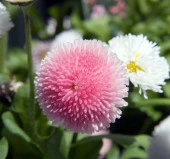 Krem Şeker Tabağı F1 Tohumu ( 50 Tohum ) - 2