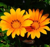 Turuncu Gazanya F1 Tohumu ( 10 Adet ) - 2