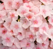 Somon Floks F1 Tohumu ( 25 Tohum ) - 1