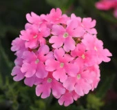 Pembe Mine Çiçeği F1 Tohumu ( 20 Tohum ) thumbnail 1