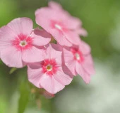 Somon Floks F1 Tohumu ( 25 Tohum ) - 2