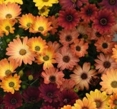 Sarı - Turuncu Karışık Bodrum Papatyası F1 Tohumu ( 5 Tohum ) - 2