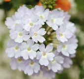 Gümüş Mine Çiçeği F1 Tohumu ( 20 Tohum ) thumbnail 2