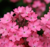 Pembe Mine Çiçeği F1 Tohumu ( 20 Tohum ) thumbnail 2