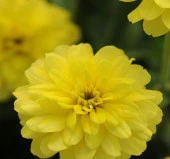 Sarı Kirli Hanım F1 Tohumu ( 10 Tohum ) - 2