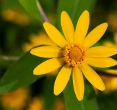 Madalyon Çiçeği F1 Tohumu ( 20 Tohum ) - 1