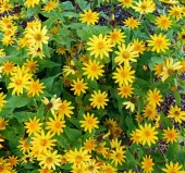 Madalyon Çiçeği F1 Tohumu ( 20 Tohum ) - 2