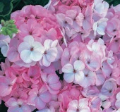 Lekeli Pembe Gül Sardunya F1 Tohumu ( 10 Tohum ) - 2